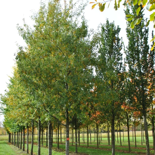 Quercus ×schochiana – Fagaceae