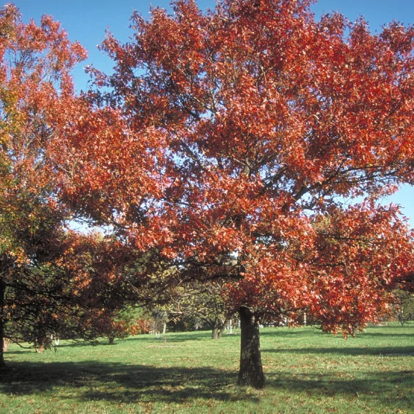 Quercus texana – Fagaceae