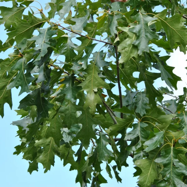 Quercus velutina 'Albertsii' – Fagaceae