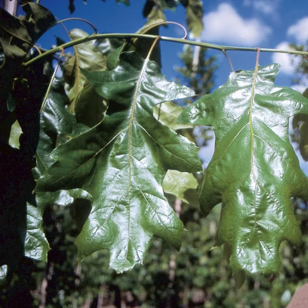 Quercus velutina 'Magnifica' – Fagaceae