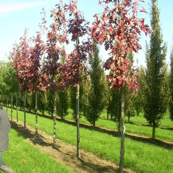Quercus velutina 'Rubrifolia' – Fagaceae