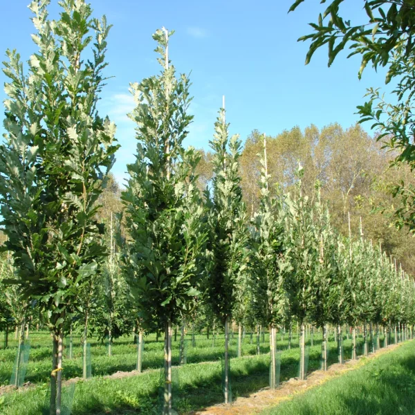 Quercus ×warei KINDRED SPIRIT ('Nadler') – Fagaceae