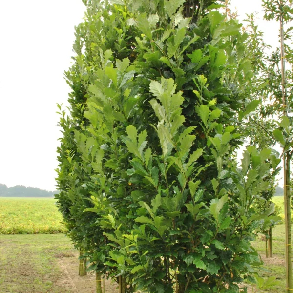 Quercus ×warei REGAL PRINCE ('Long') – Fagaceae