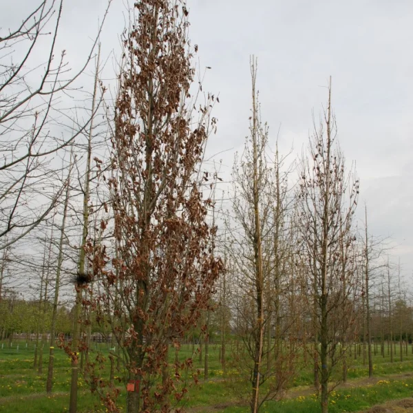 Quercus ×warei 'Wind Candle' – Fagaceae