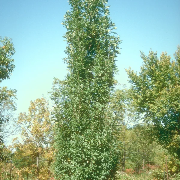 Quercus 'Columna' – Fagaceae