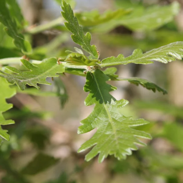 Quercus 'Macon' – Fagaceae