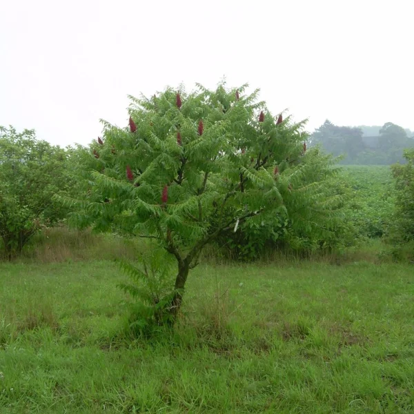Rhus typhina 'Dissecta' – Toxicodendron