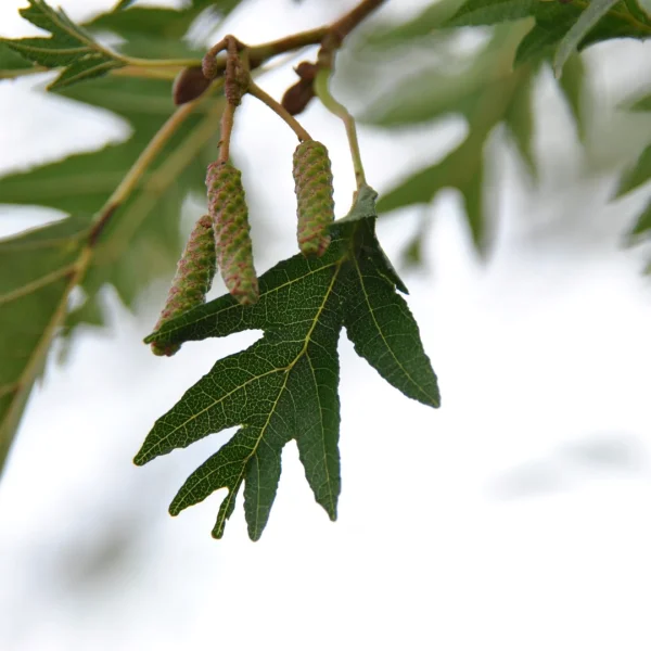 Alnus glutinosa 'Laciniata' – Betulaceae