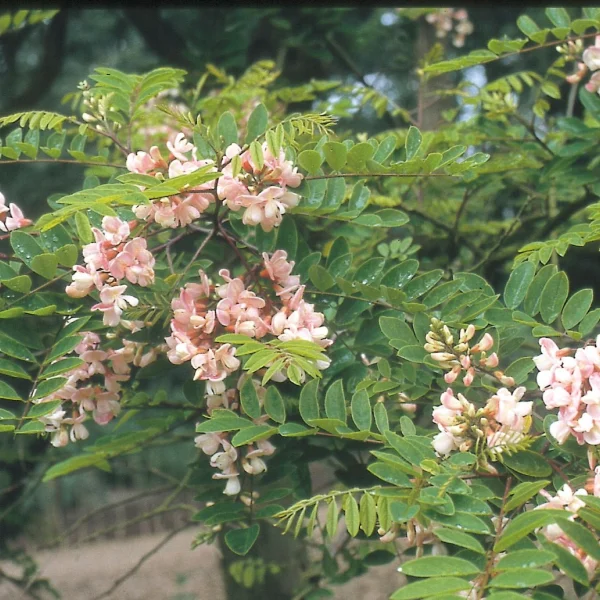 Robinia ×ambigua 'Bellarosea' – Fabaceae