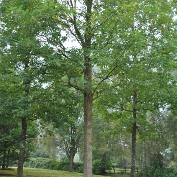 Robinia pseudoacacia 'Appalachia' – Fabaceae