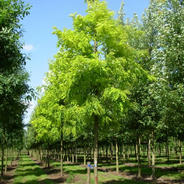 Robinia pseudoacacia 'Frisia' – Fabaceae