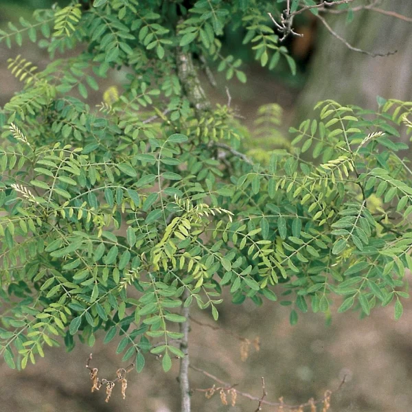Robinia pseudoacacia 'Myrtifolia' – Fabaceae