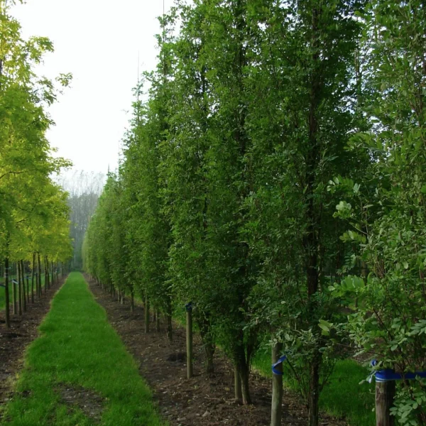 Robinia pseudoacacia 'Pyramidalis' – Fabaceae