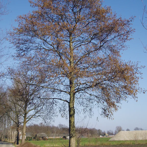 Alnus incana – Betulaceae