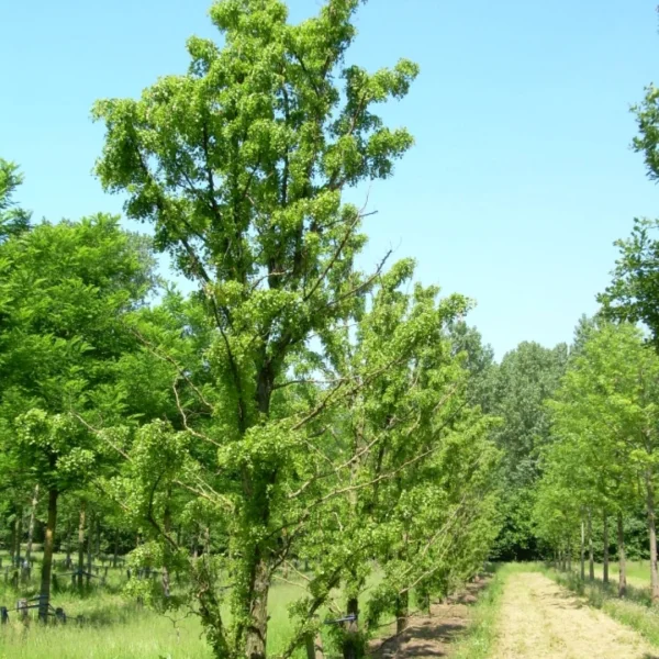 Robinia pseudoacacia 'Tortuosa' – Fabaceae
