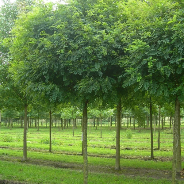 Robinia pseudoacacia 'Umbraculifera' – Fabaceae