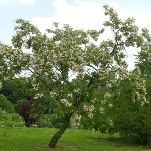 Robinia viscosa – Fabaceae