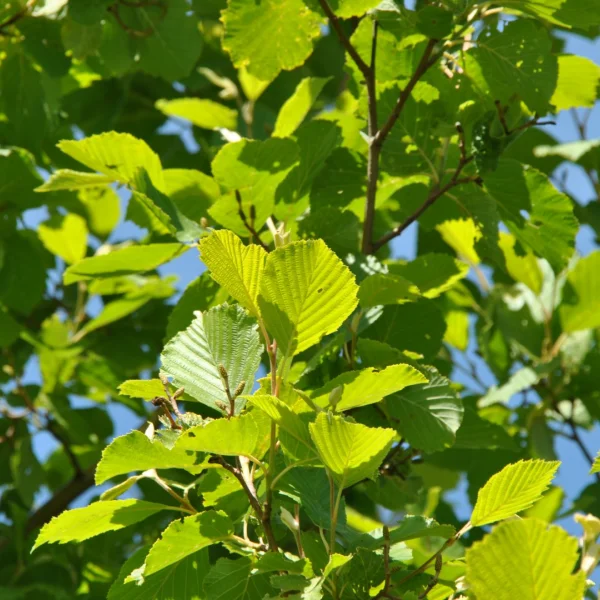 Alnus incana 'Aurea' – Betulaceae