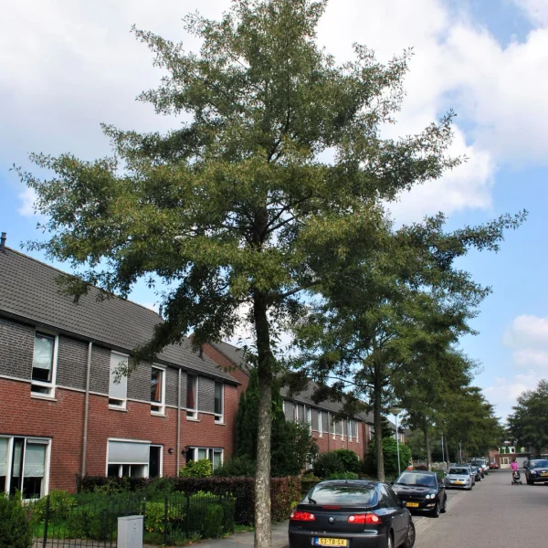 Alnus incana 'Laciniata' – Betulaceae