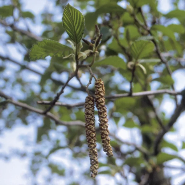 Alnus rubra – Betulaceae