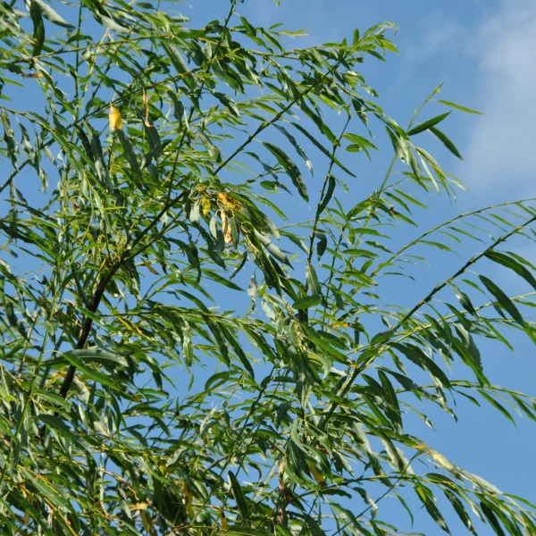Salix acutifolia 'Pendulifolia' – Salicaceae