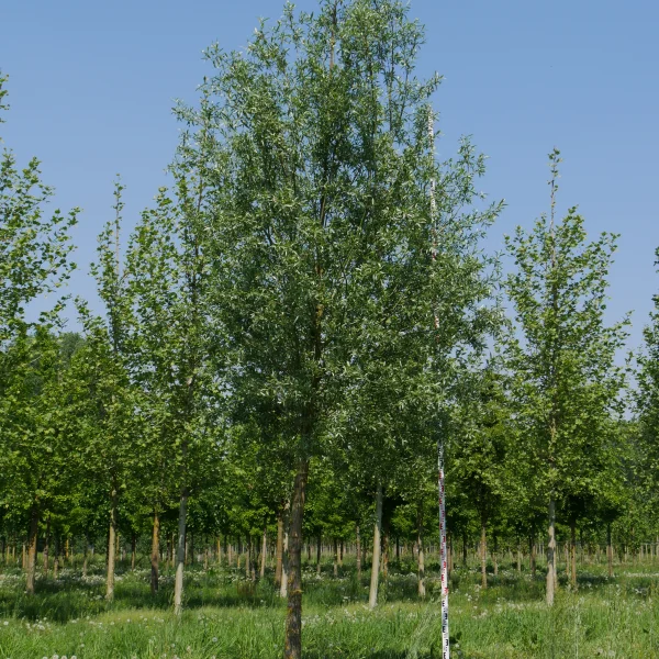 Salix alba 'Belders' – Salicaceae