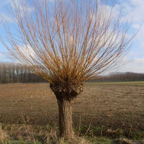Salix alba 'Chermesina' – Salicaceae