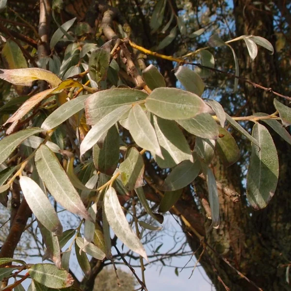 Salix alba 'Sericea' – Salicaceae