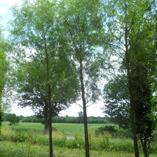 Salix alba subsp. vitellina – Salicaceae