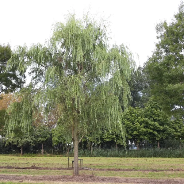 Salix babylonica – Salicaceae