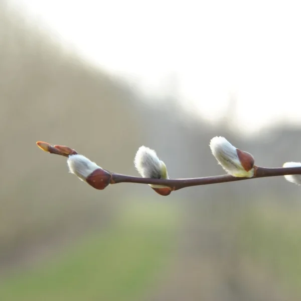 Salix caprea – Salicaceae