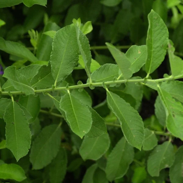 Salix cinerea – Salicaceae
