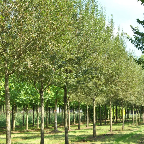 Salix fragilis – Salicaceae