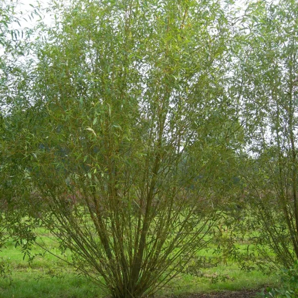 Salix viminalis – Salicaceae