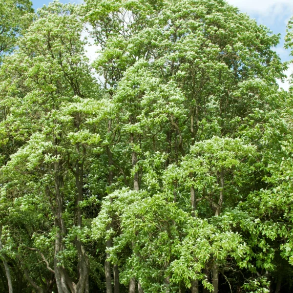 Sassafras albidum – Lauraceae