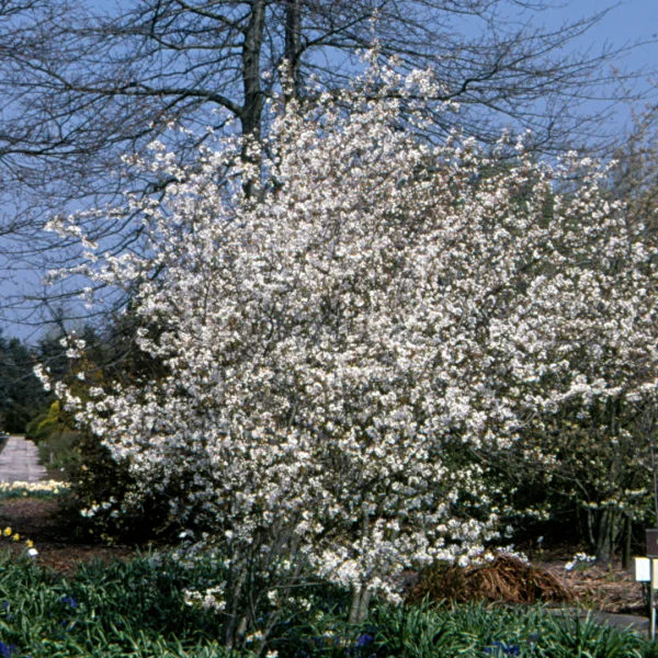Amelanchier laevis 'Snowflakes' – Rosaceae