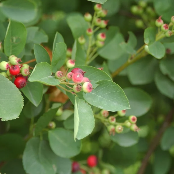 Amelanchier rotundifolia – Rosaceae