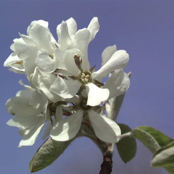 Amelanchier rotundifolia 'Edelweiss' – Rosaceae