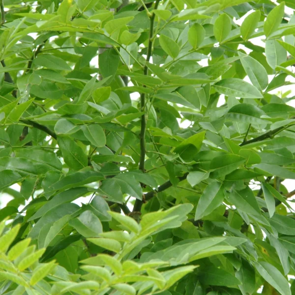 Styphnolobium japonicum MILLSTONE ('Halka') – Fabaceae
