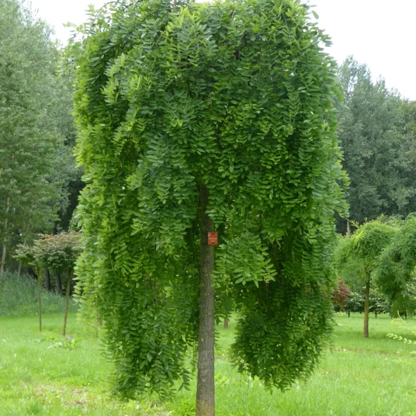 Styphnolobium japonicum 'Pendula' – Fabaceae
