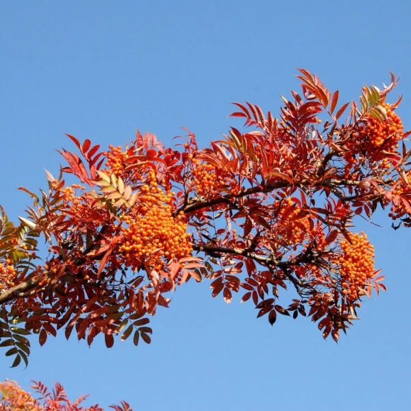 Sorbus americana – Rosaceae