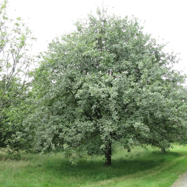 Sorbus aria – Rosaceae