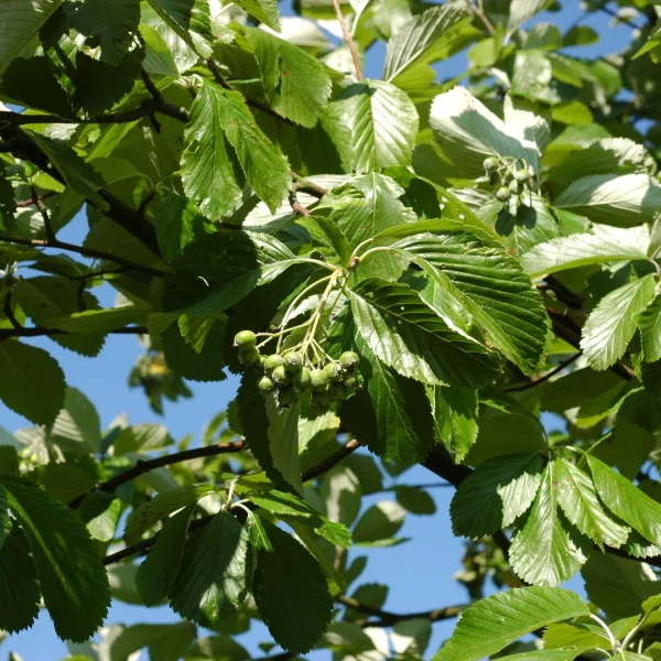 Sorbus aria 'Gigantea' – Rosaceae