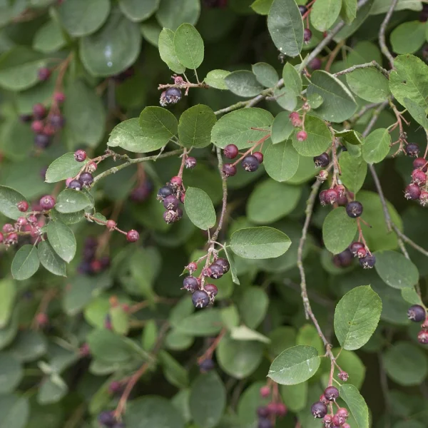 Amelanchier spicata – Rosaceae