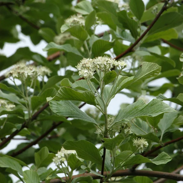 Sorbus aria 'Majestica' – Rosaceae