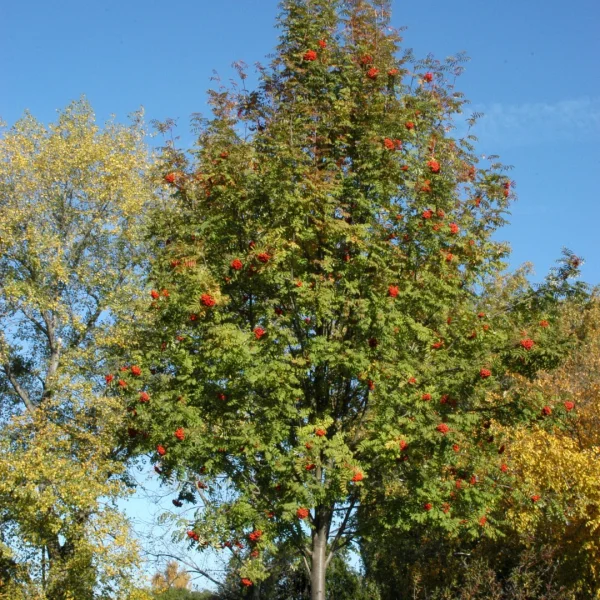 Sorbus aucuparia – Rosaceae
