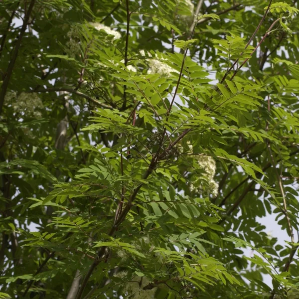 Sorbus aucuparia 'Rossica Major' – Rosaceae