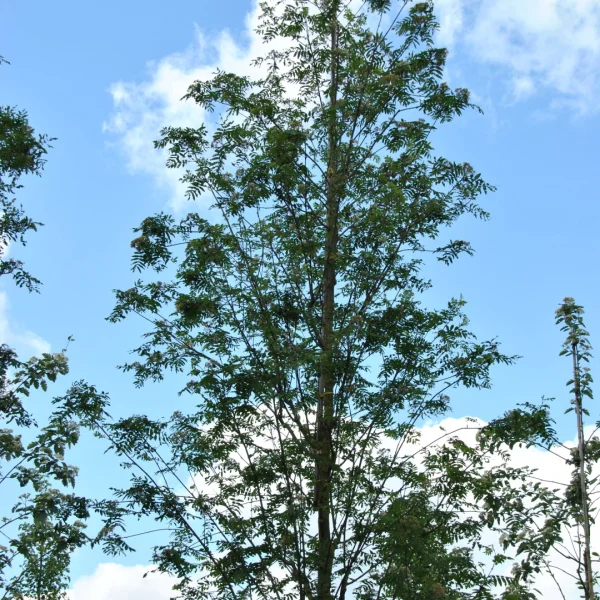 Sorbus aucuparia 'Wettra' – Rosaceae