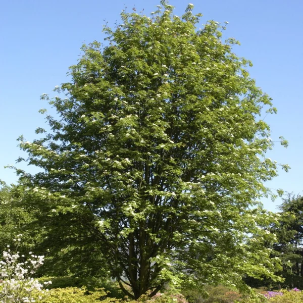 Sorbus commixta – Rosaceae