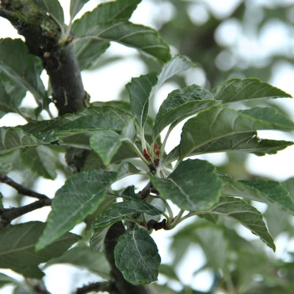 Sorbus folgneri 'Lemon Drop' – Rosaceae
